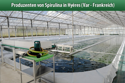 Clos Sainte Aurore Produzenten von Spirulina in Hyres (Var - Frankreich)