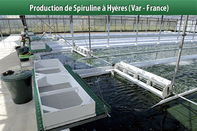 Producteur de spiruline à Hyères