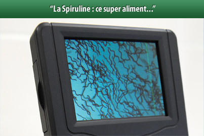 spiruline vue microscope